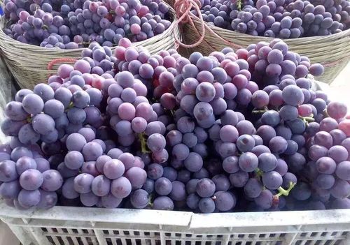 鄉村振興看曲江 田園風光 粵趣果園 精品線路不容錯過