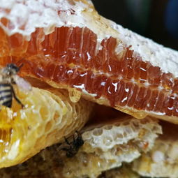 維西百花蜜 源自深山的自然饋贈(zèng)，農(nóng)家原生態(tài)純天然臻品
